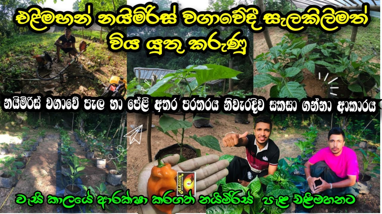 ඵළිමහන් නයිමිරිස් වගාවෙිදි සැලකිලිමත් විය යුතු කරැණු |  Naimiris wagawa | Manulak agro