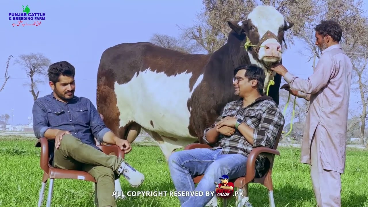 Slugger Badshah | Punjab Cattle & Breeding Farm