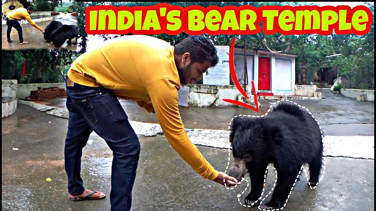 Welcome to India's Bear Temple 🐻🚩 (Chandi Mata Mandir)   [ hometown episode 6 ] .
