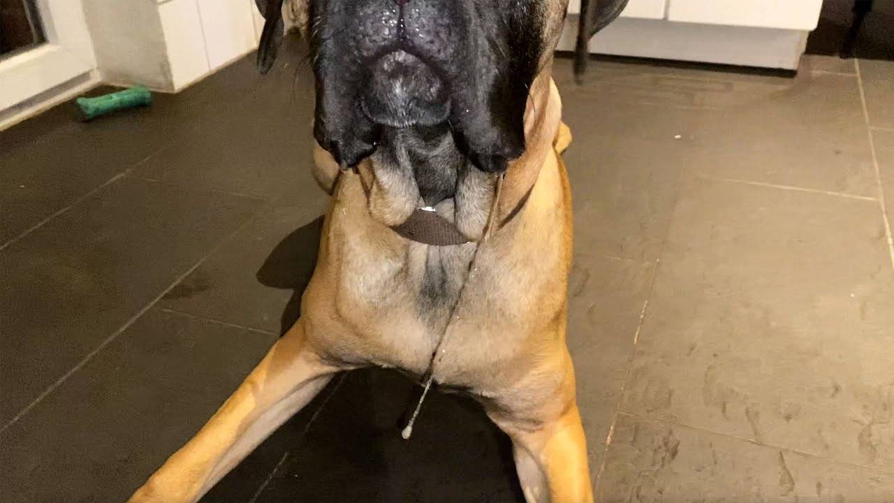 Wie viel sabbert ein Cane Corso? | Vlog 121