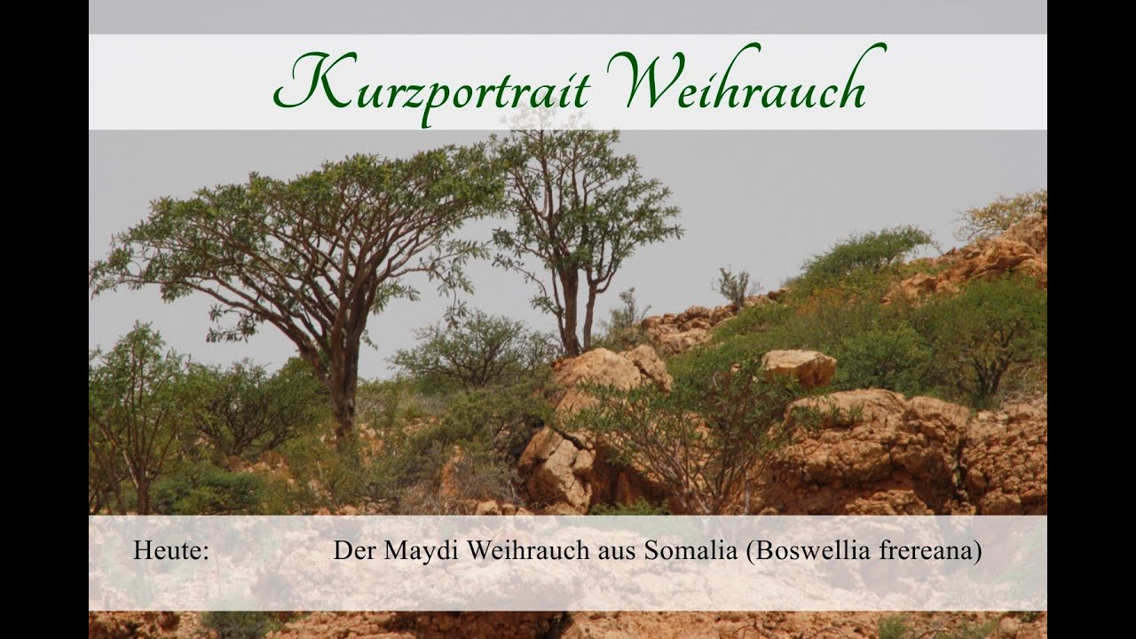 Maydi Weihrauch Boswellia frereana - Kurzportrait