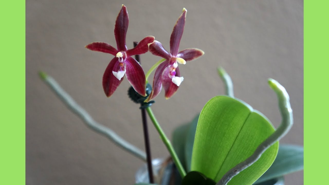 How to Safely Plant Aerial Roots Back Into Pots?? | Orchid Growing Care Tips