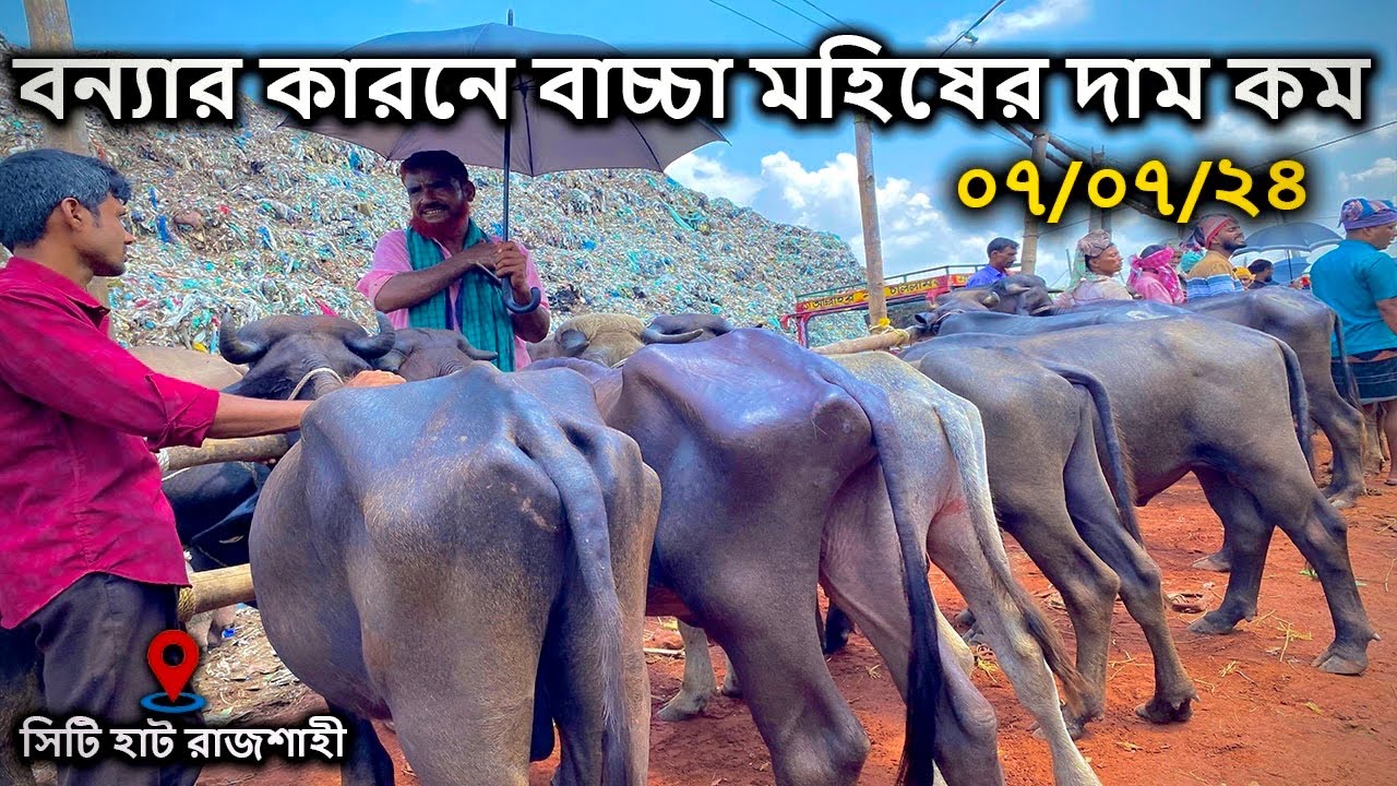 বন্যায় ভেসে যাওয়ায় কম দামে হাড্ডি ষাড় বাচ্চা মহিষ | Buffalo market in Bangladesh