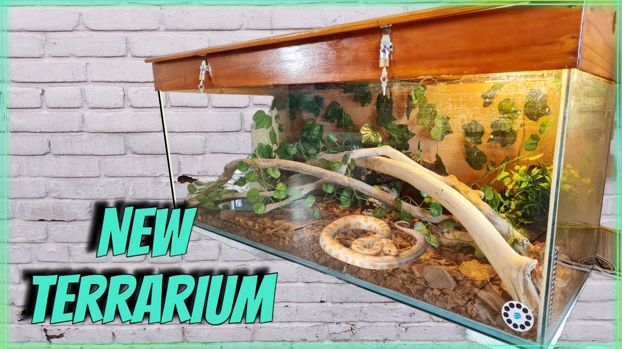 Upgrading Our Corn Snake Terrarium!!