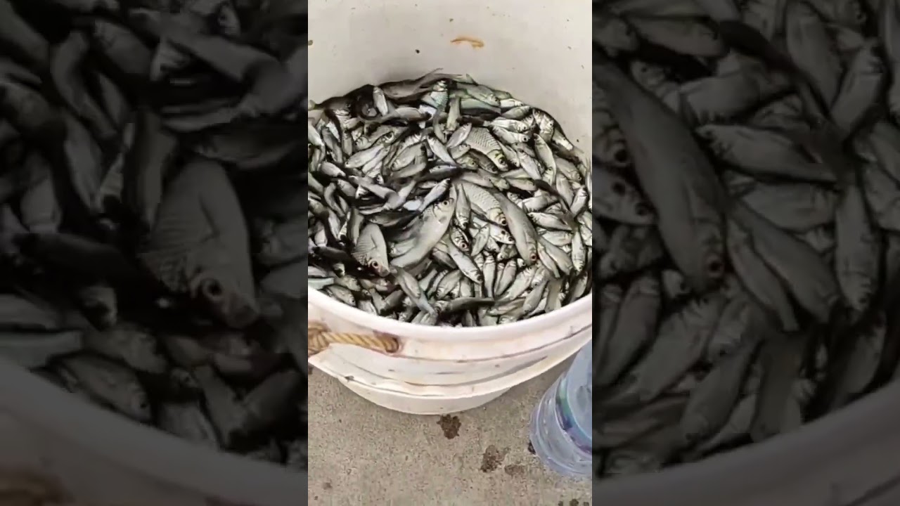 Plung nyut hitungan detik pemancing langsung dapat ikan 