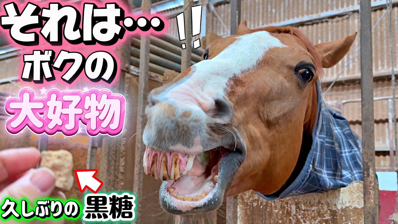久しぶりに大好きなオヤツを見た引退競走馬はこうなってしまいます…。【ツルマルボーイ様のシモベ】