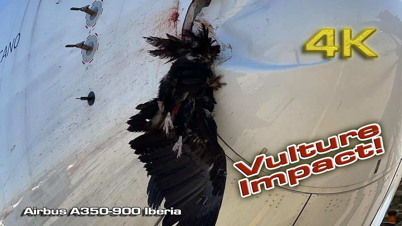 Airbus A350 Iberia Vulture impact (EC-NDR) Madrid Barajas!