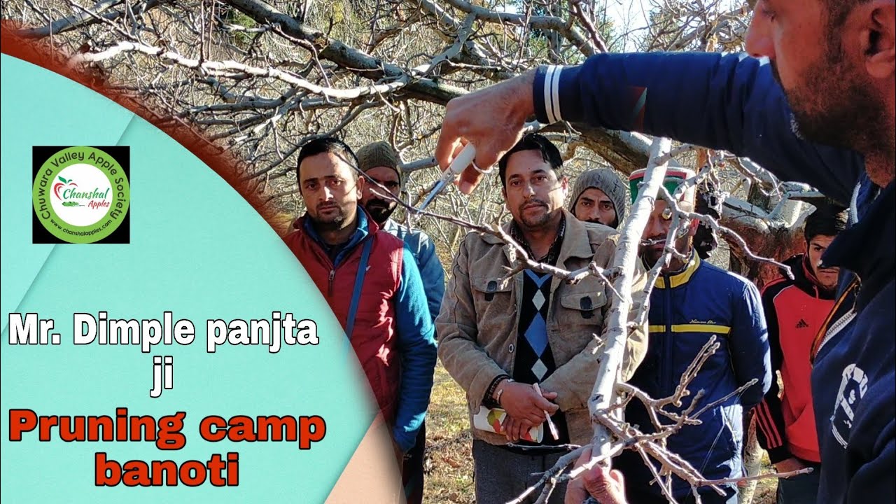 सेब के बड़े पौधे में अछि तरह से बीमे कैसे बनाये हर टहनियो में | Apple pruning camp Banoti Rohru