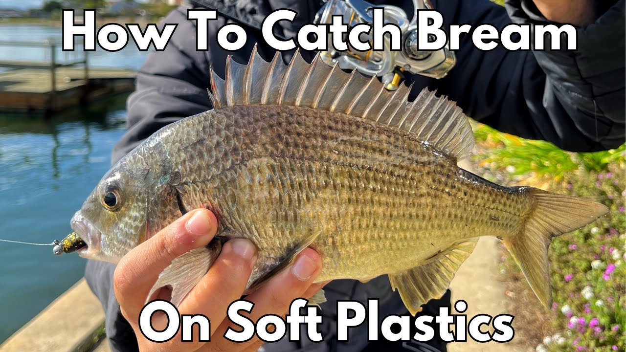 How To Catch Bream On Soft Plastics! (Beginners Guide)