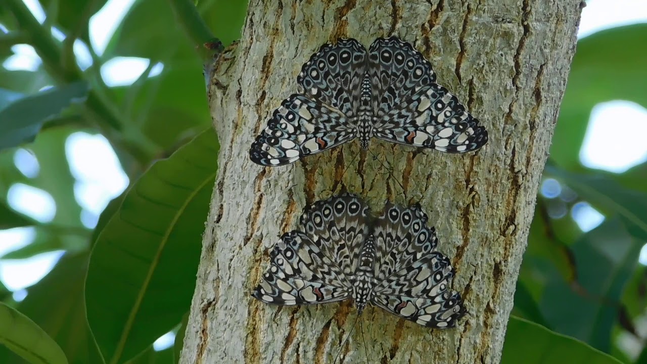 Februa Cracker Butterfly (Hamadryas Februa)
