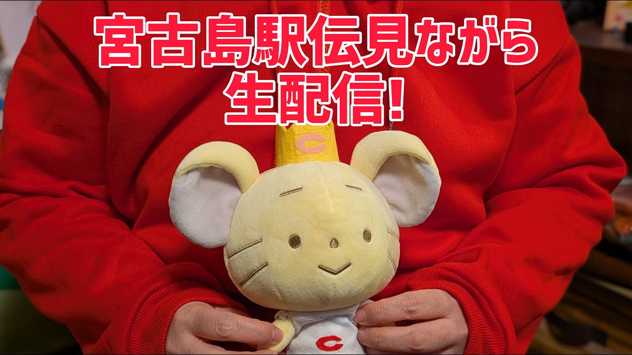 宮古島駅伝見ながら生配信！#くまうさdays #真紅に彩れ_強さの証明 #中大駅伝 #中央大学 #宮古島駅伝