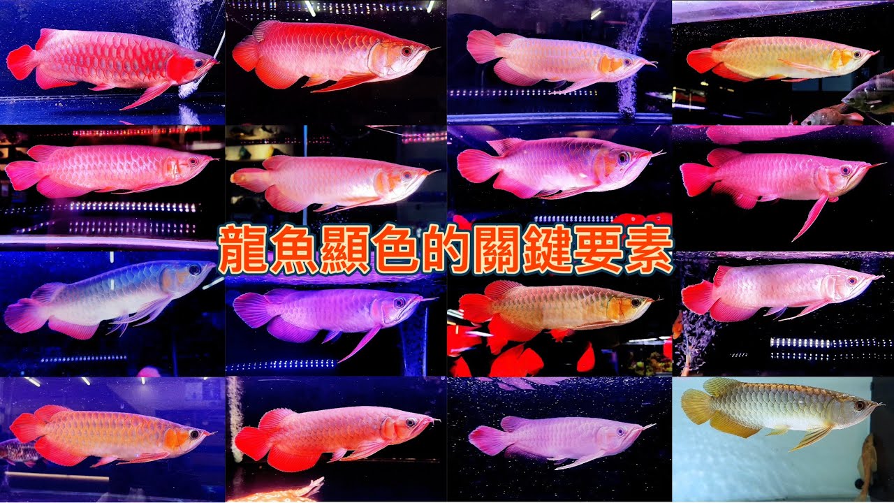 龍魚顯色的關鍵要素Key elements of show arowana color development/血紅龍/超血龍/辣椒紅龍/過背金龍