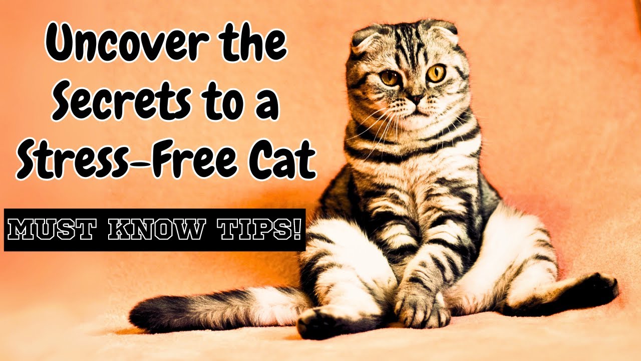 Uncover the Secrets to a STRESS FREE CAT | Must-Know Tips!