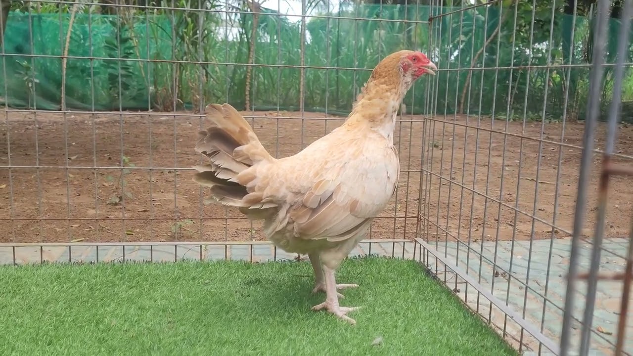 27/12 m&aacute;i f1 2,350kg tay tr&ograve;n gi&ocirc;ng tốt mẻ vipvip #096.449.1439# #chicken