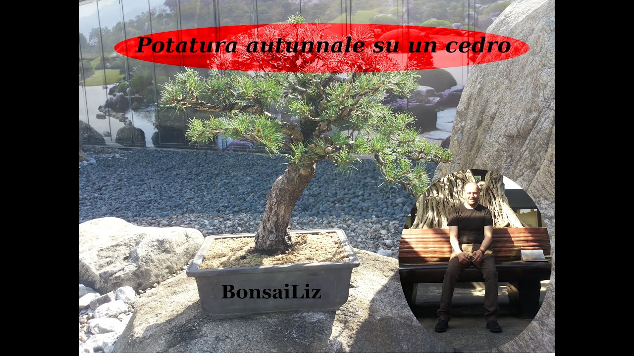 Bonsai: Potatura autunnale - Lavorazione di un Cedro