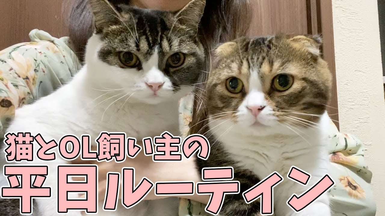 親子猫と働くOL飼い主の平日1日を密着！～愛猫との幸せな生活～
