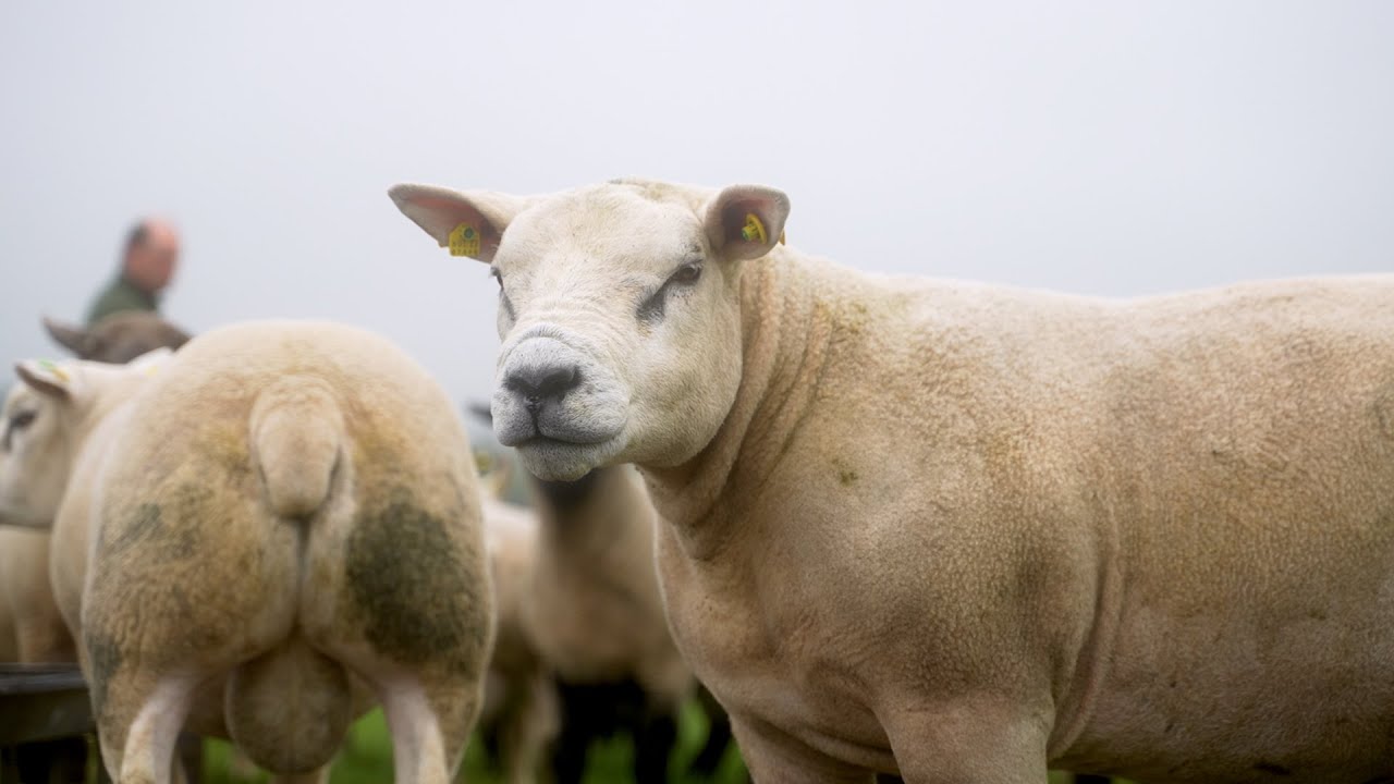 Jim and Frampton Jeffery, Co. Cork | 2024 RDS-Sheep Ireland LambPlus Breeders Index Award Winner