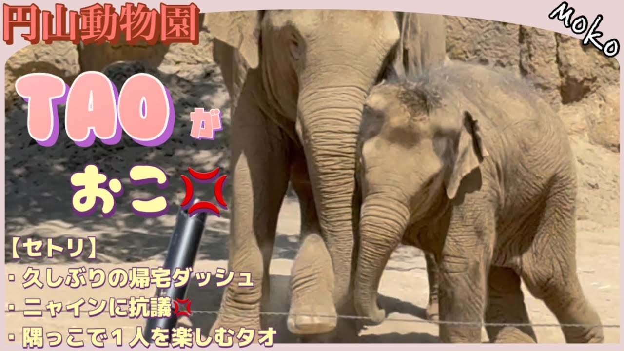【タオ】が【ニャイン】に抗議した瞬間( ´∀｀ )※💗久しぶりの帰宅ダッシュにワクワク♪🐘