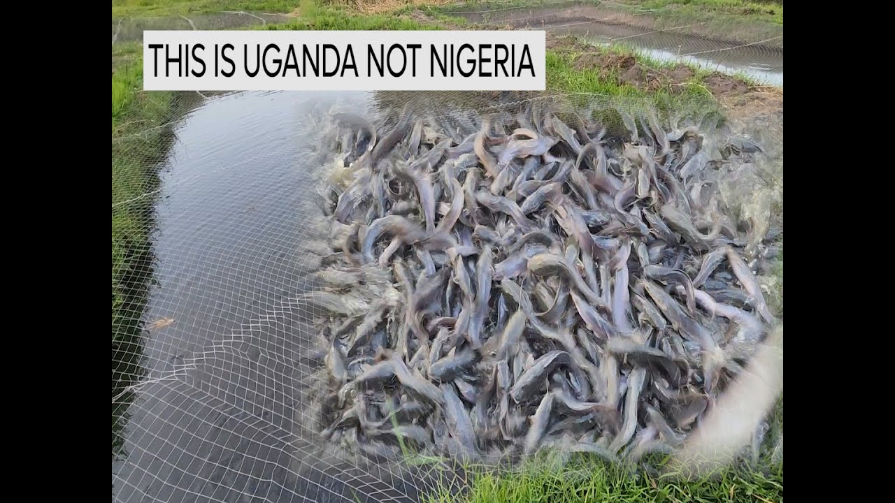 OVER STOCKED CATFISH POND MAKING WONDERS - THIS IS NOT NIGERIA