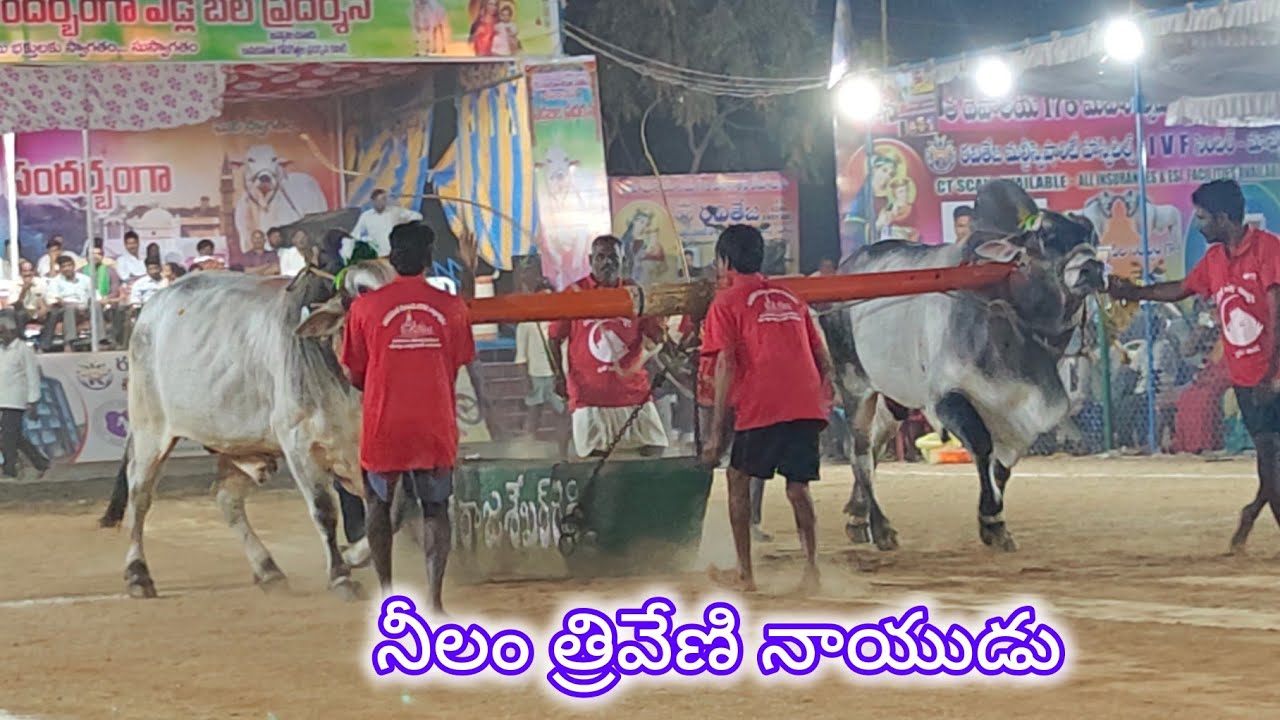 రెంటచింతల జూనియర్స్ విభాగం 11వ.నీలం త్రివేణి నాయుడు గారు మాచవరం పల్నాడు జిల్లా.