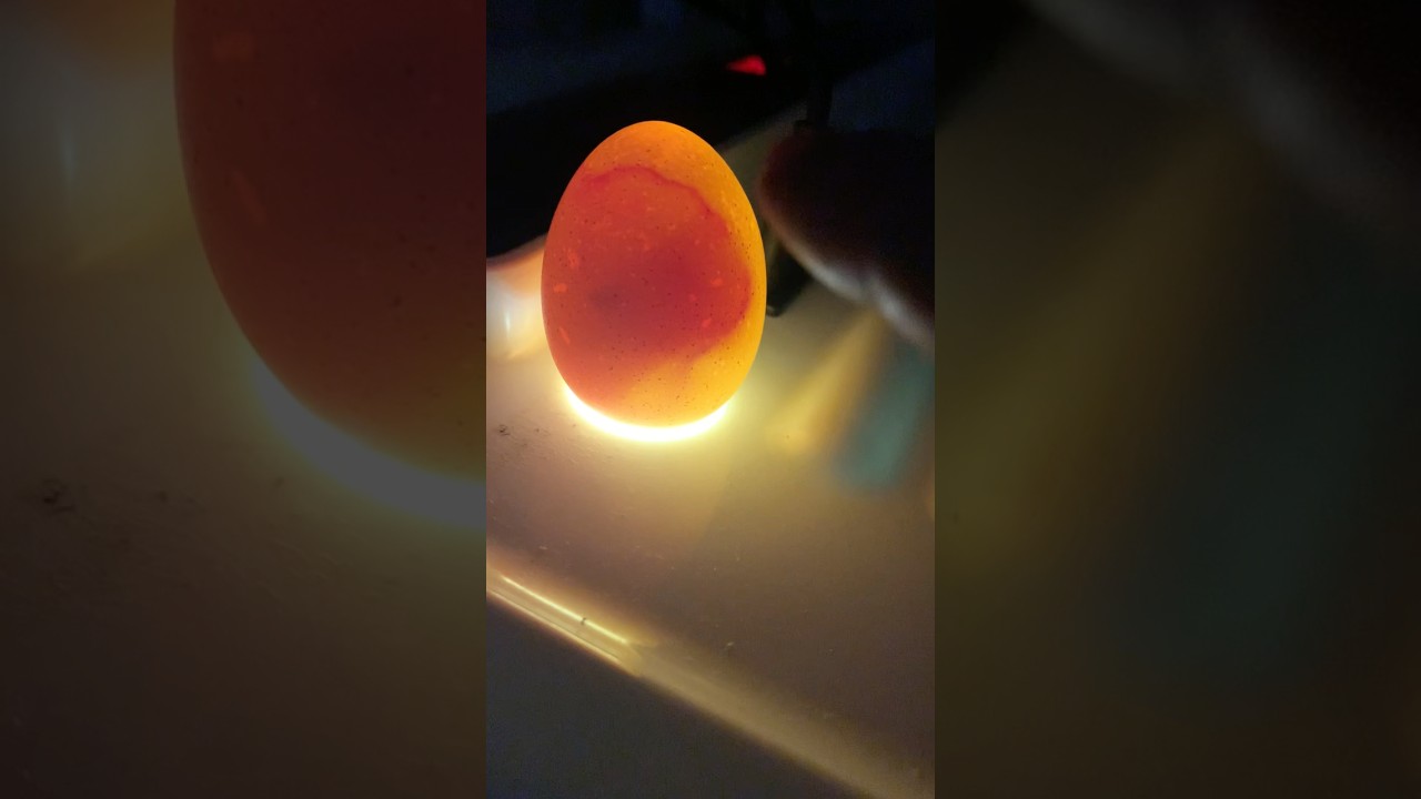Egg candling sa 7 days old eggs! 🥚 #backyardbreeder #manok #chicken