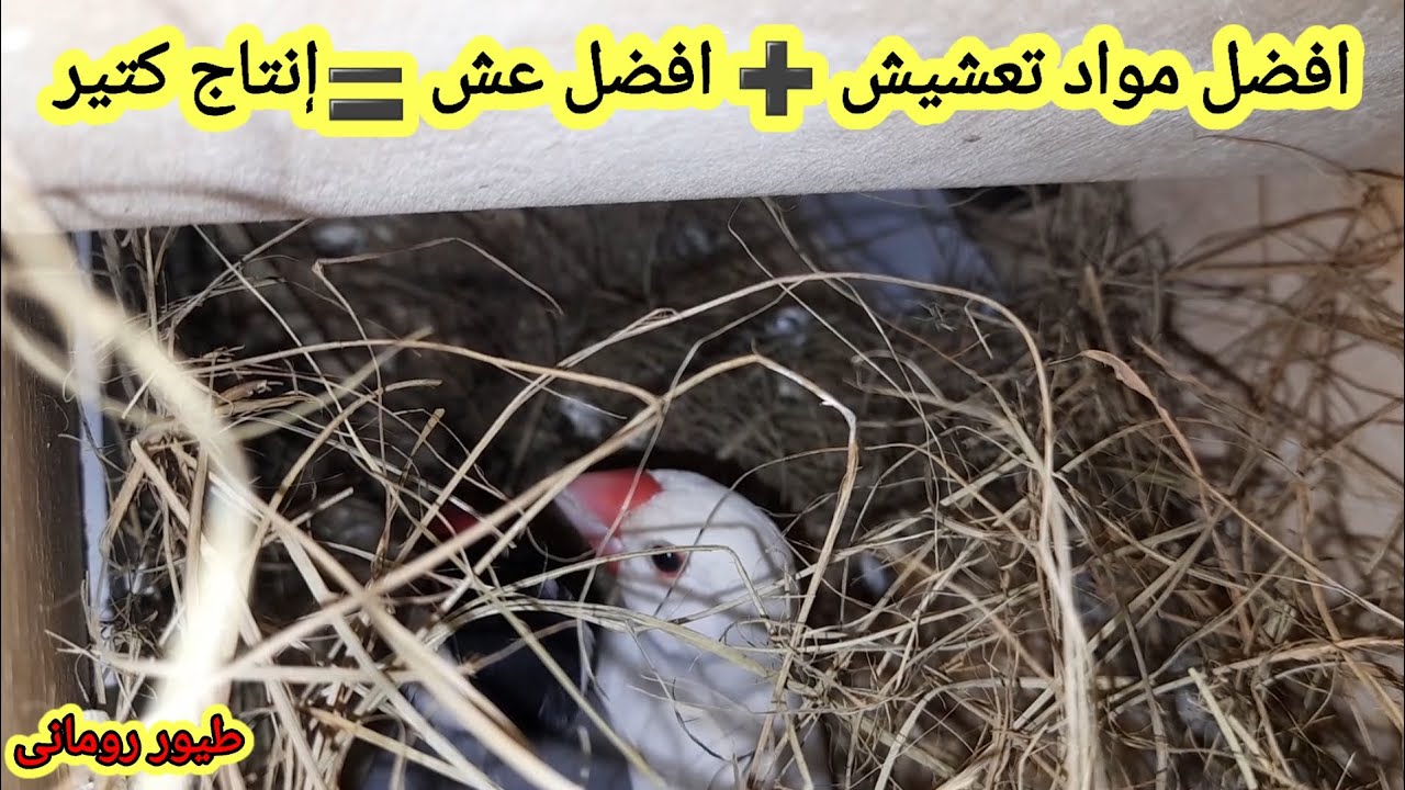 افضل عش ومواد تعشيش للجاوا فينش👌