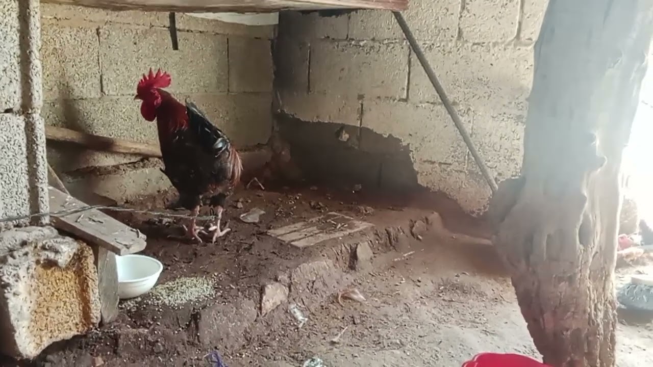 اليوم نشرك معكم الخبر ودجاج وروين ديالي 👍شتراك في القناة فظلان وليست امرنا ❤