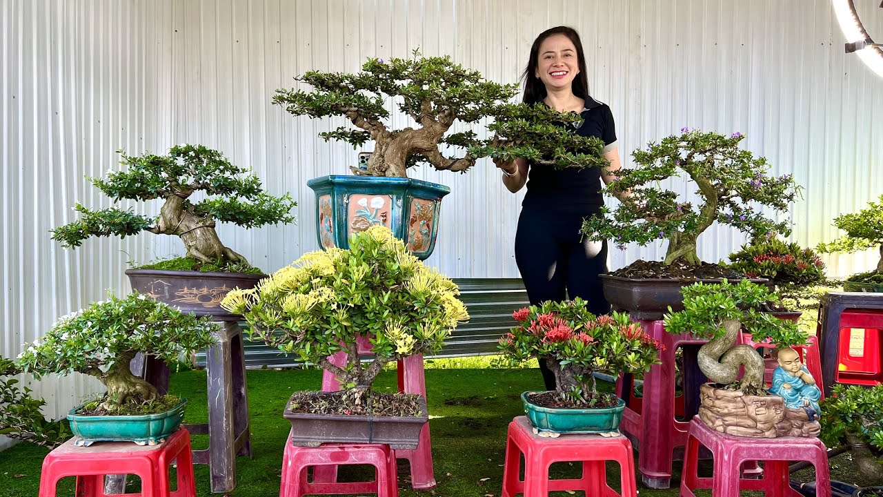 Cây cảnh bonsai dáng chuẩn nhiều chủng loại GL29/4 #0356731116 nhà vườn MXL