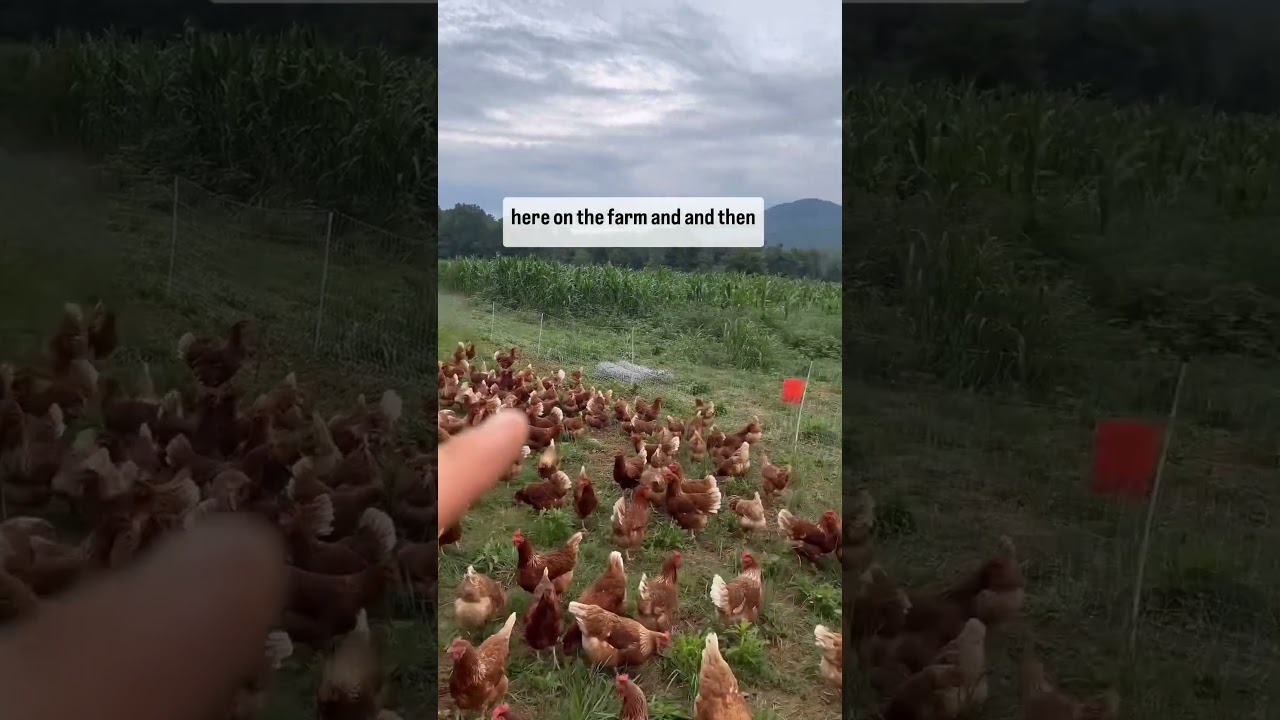 Using chickens for nitrogen in rotational grazing