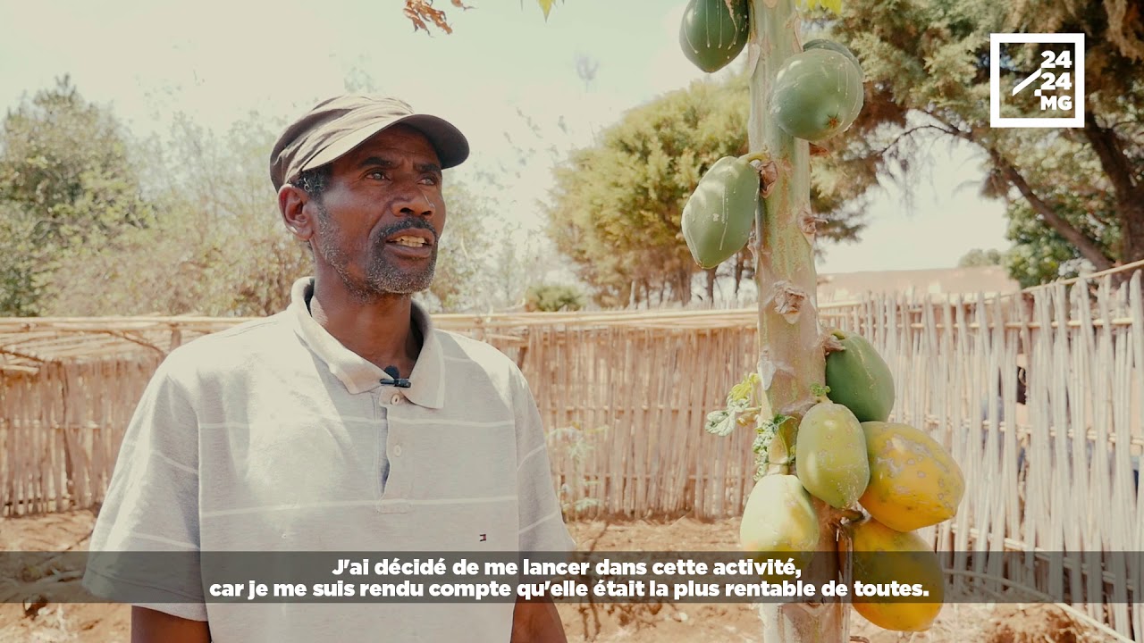 AGRICULTURE : LA PAPAYE, UN FRUIT RENTABLE