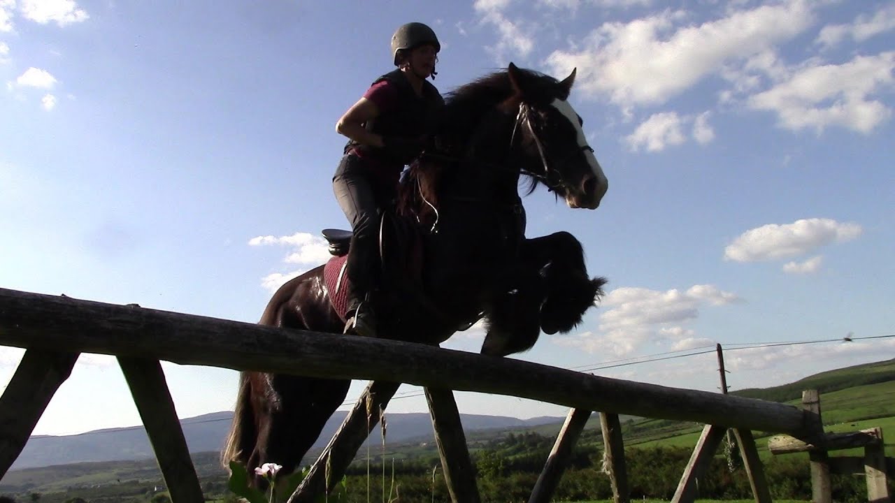 How To Train Your Horse To Jump Over Things