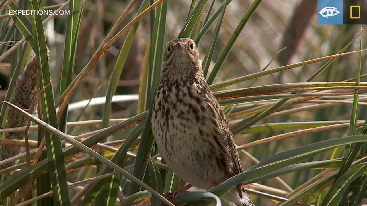 South Georgia Pipit | Year of the Bird | Lindblad Expeditions-National Geographic
