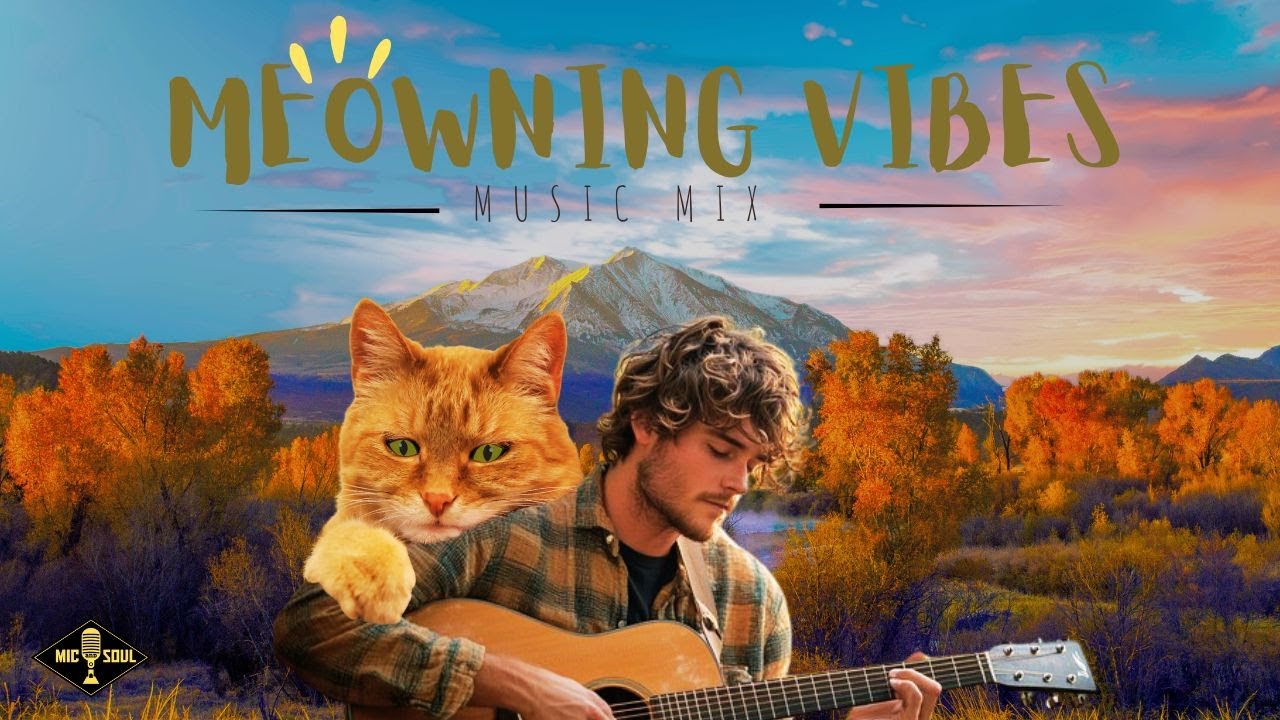 MORNING VIBES EP.1 Little Orange Cat