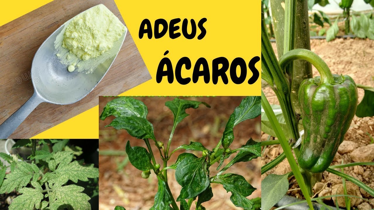 Pó Mágico!!! Acaba com Ácaros e Fungos nas Plantas!