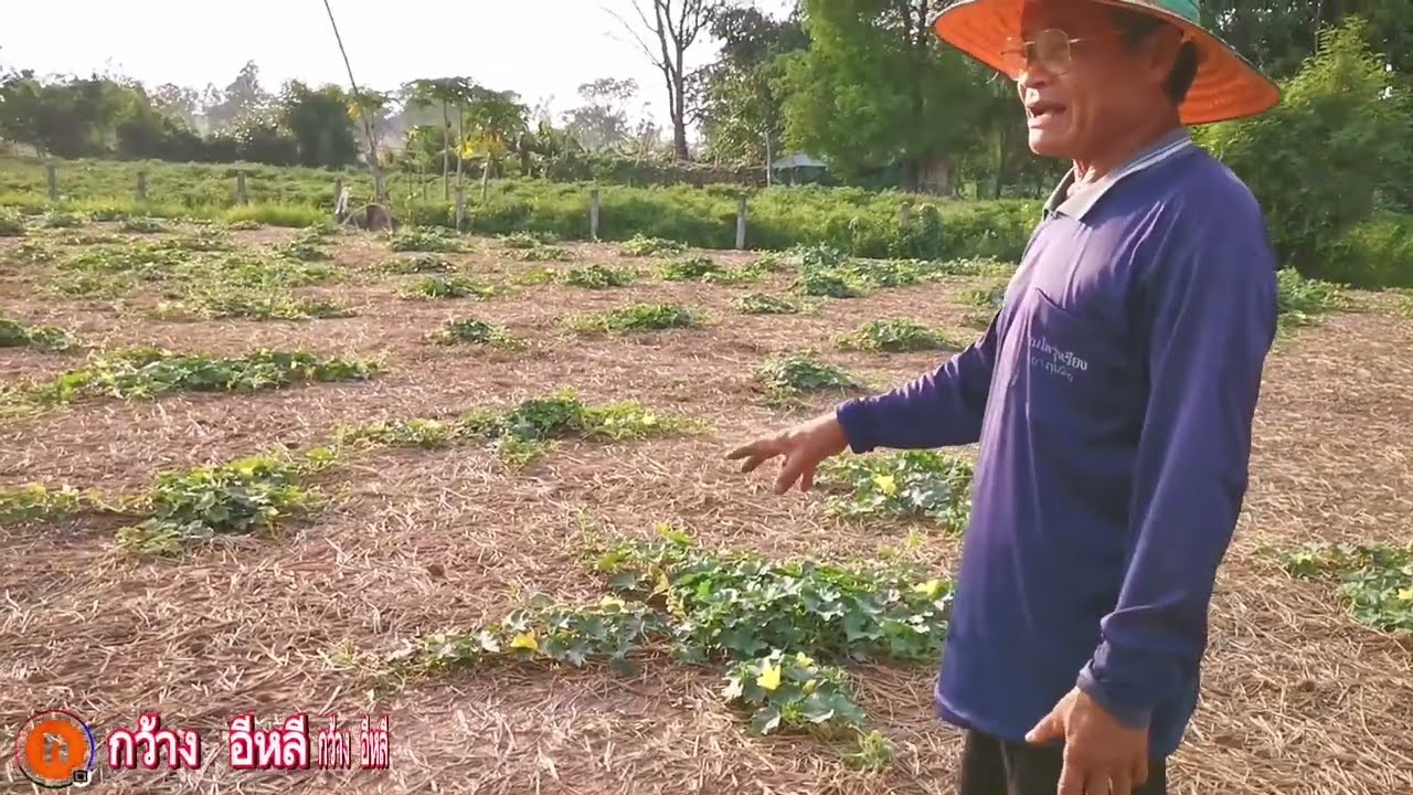ปลูกฟักแฟงมือใหม่ต้องทำอย่างไร@KwangE-Lee