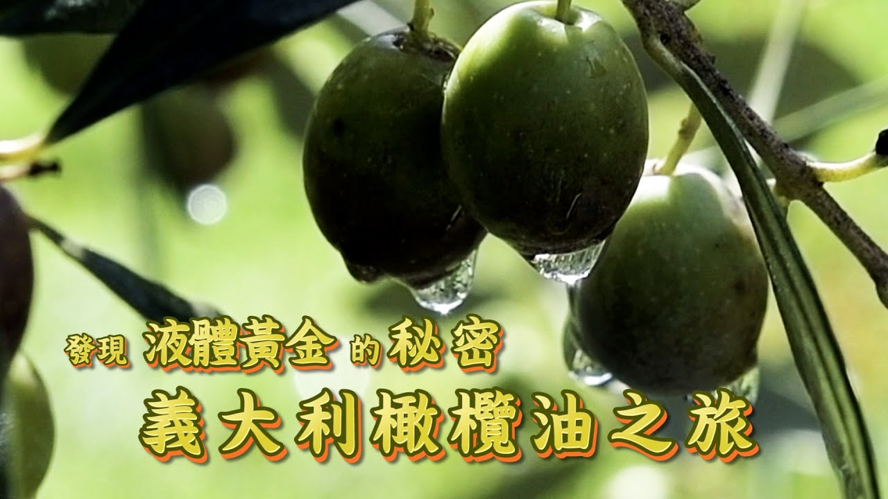 【鏡食旅】發現液體黃金的秘密　義大利橄欖油之旅｜鏡週刊