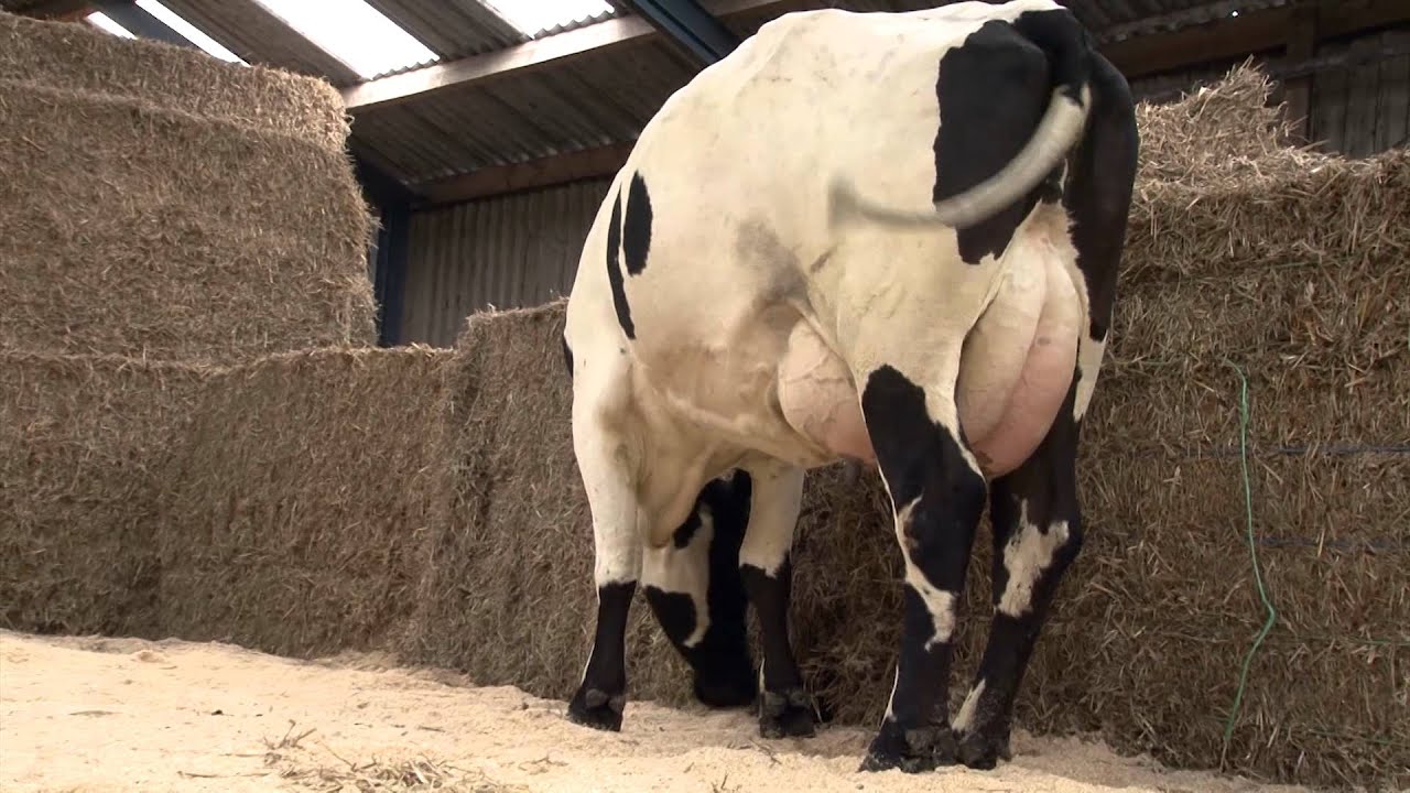 Xsires Norwegian Red x Fleckvieh x Holstein ENG