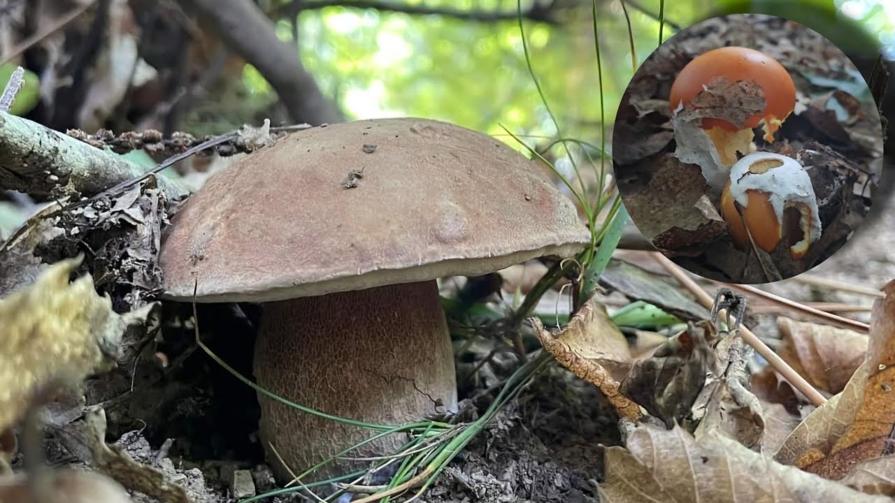 PORCINI 2024 SPETTACOLO LIGURE🍄 NON CI ARRENDIAMO