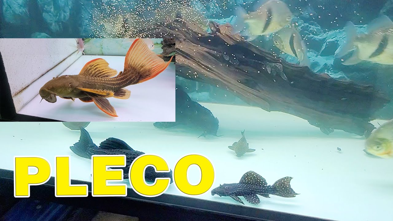 Tìm Hiểu Dòng Cá Pleco | Nam Ngô