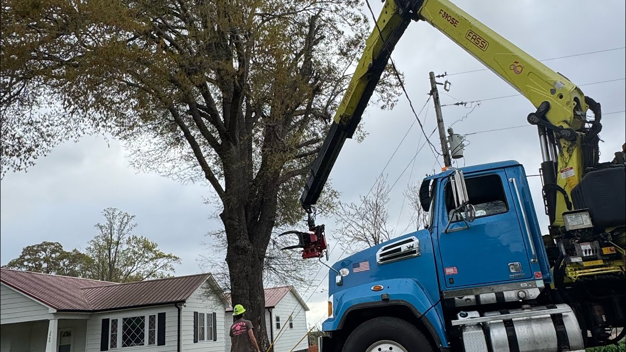 Removing a 100 year old Oak Tree