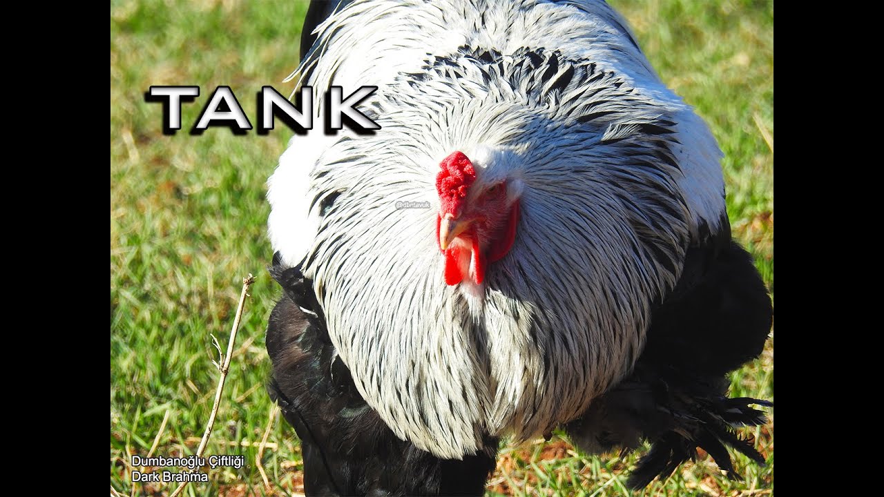 Brahma Silver Partridge (Dark)