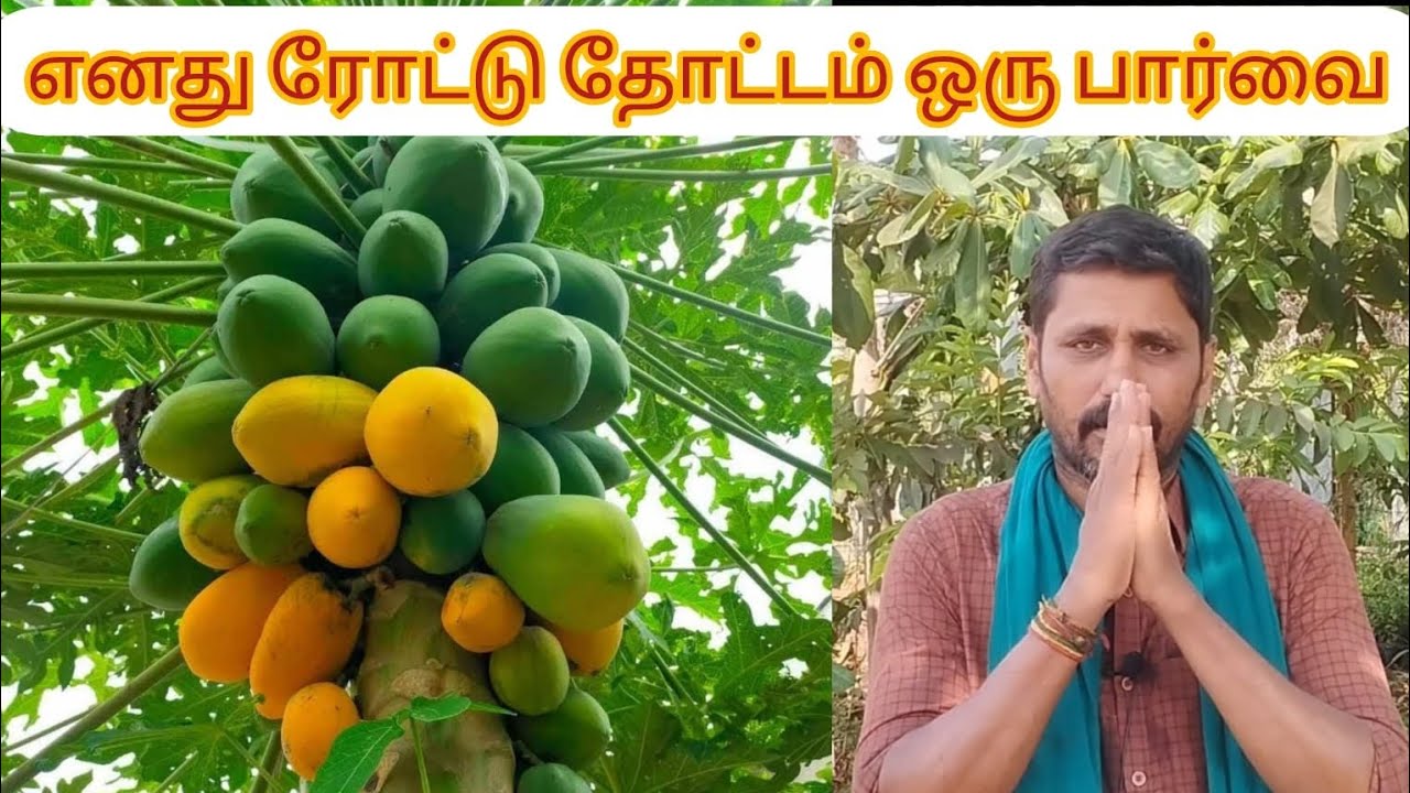 எனது வீட்டு ரோட்டு தோட்டம் ஒரு சிறப்பு பார்வை #ஆர்கானிக்