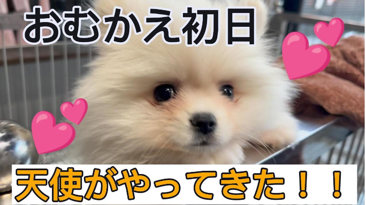 【おむかえ初日】子犬白ポメラニアン初めてのおうち