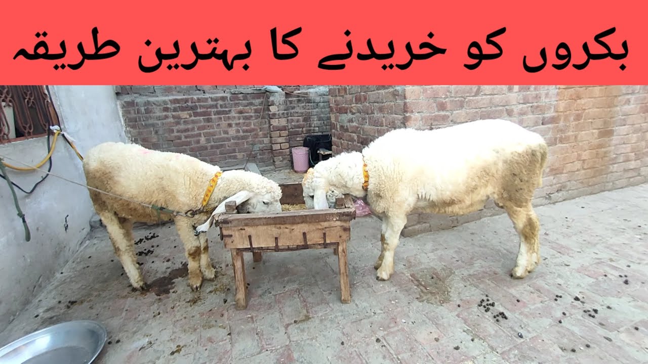 Bakro ko kharidne ka tarika | Pigeon animal house