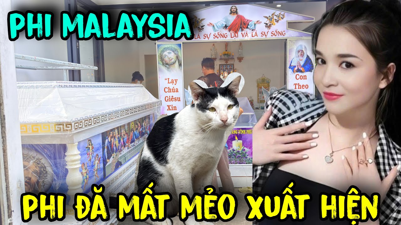ớn lạnh mèo xuất hiện khi phi malaysia sấp đi #tuấnlaivung 