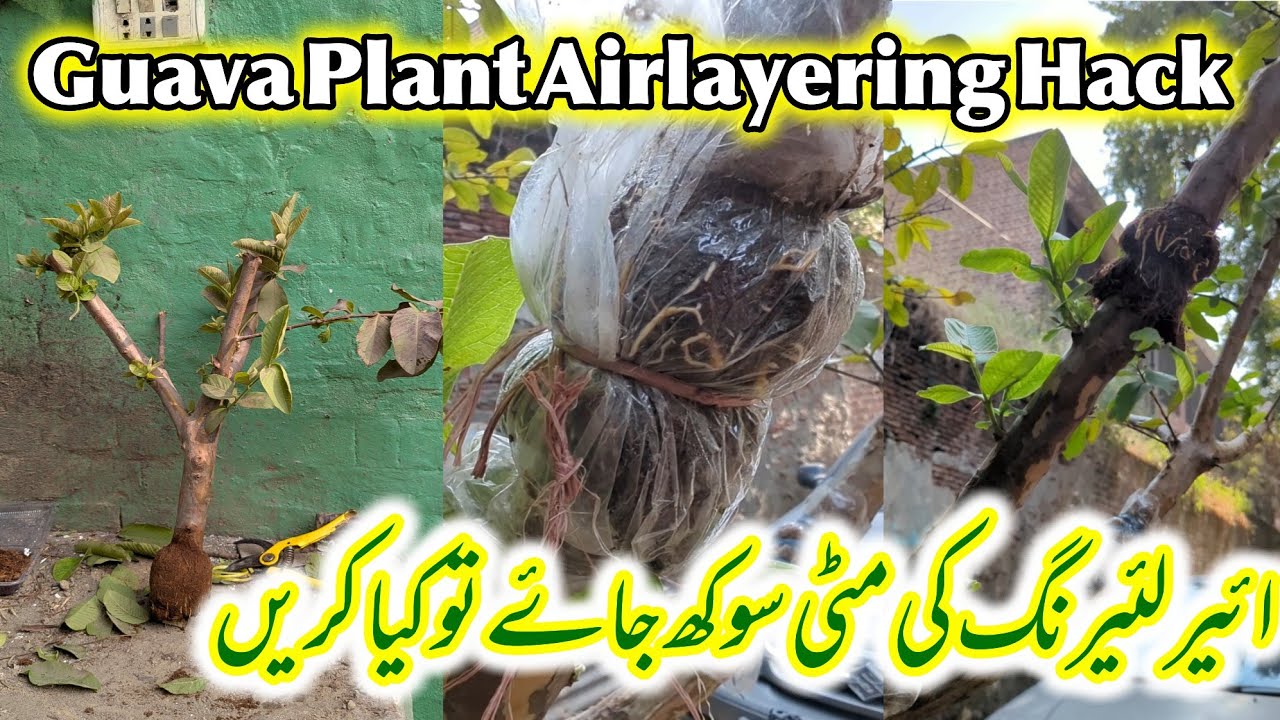 Airlayering K Doran Agar Soil Sookh Jaye To Kya karen| Fruit Plant Ki Airlayering 