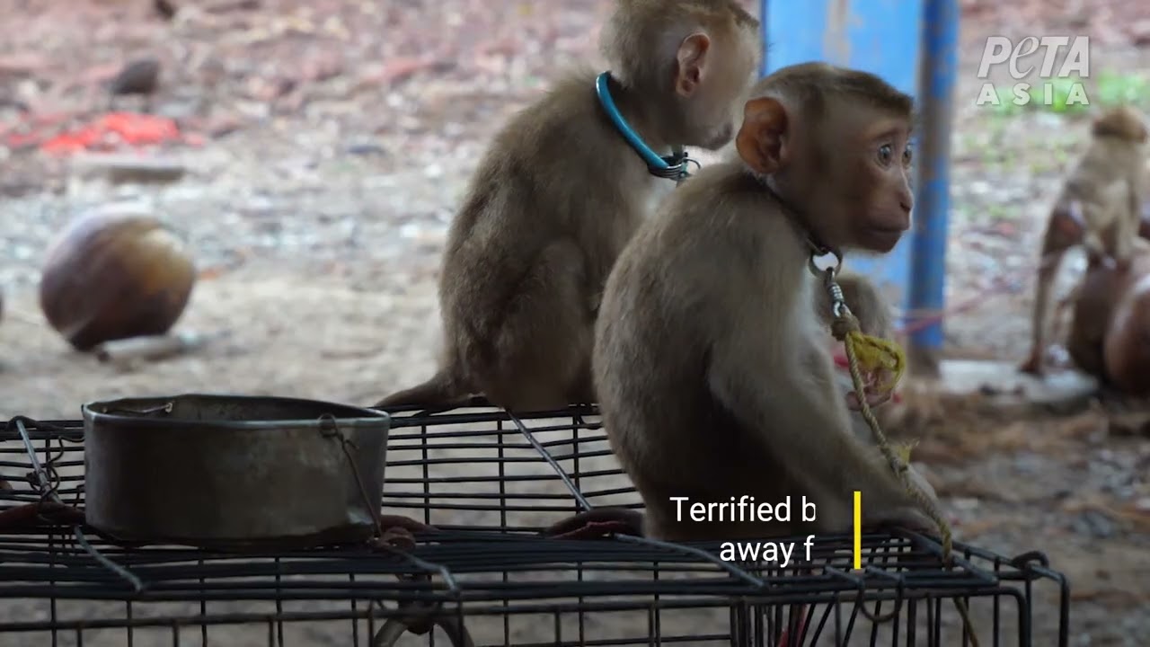 Thailand Exposed for Chaining and Abusing Baby Monkeys