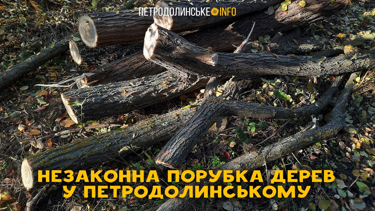 Незаконна порубка дерев у Петродолинському