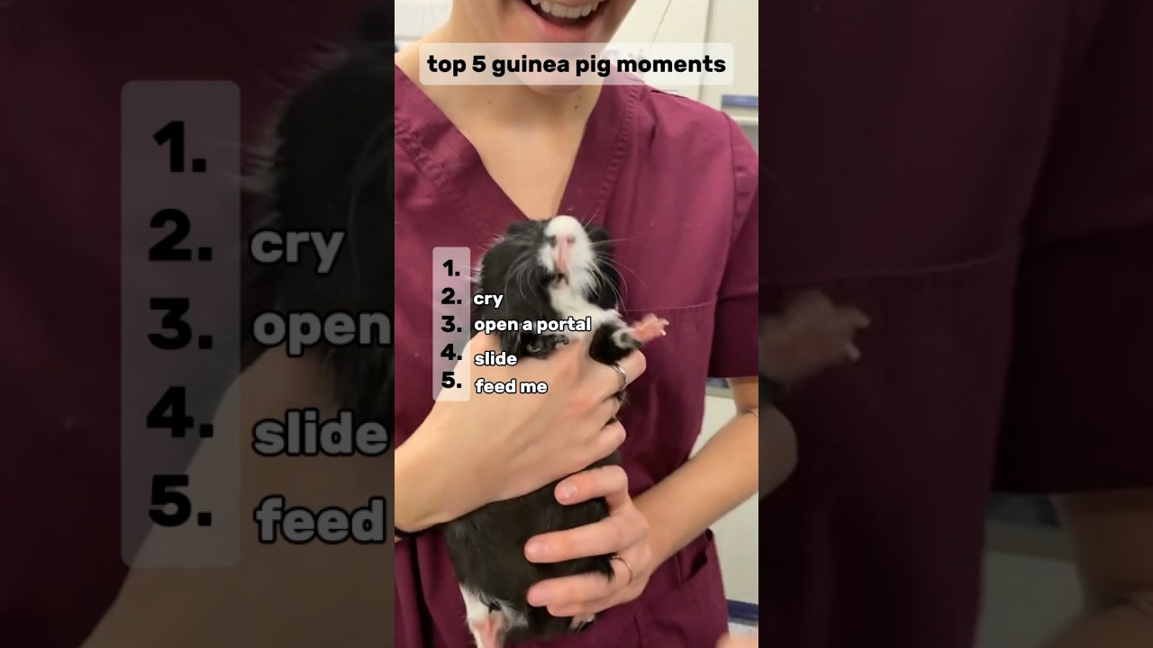 top 5. guinea pig moments #shorts