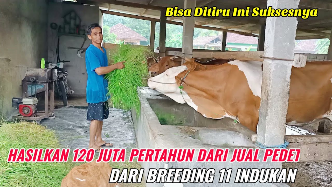 Untung 120 Juta Pertahun Hasil Jual Pedet  Dari 11 Indukan Di Usaha Breeding Sapi